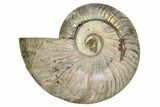 Silver Iridescent Ammonite (Cleoniceras) Fossil - Madagascar #260909-1
